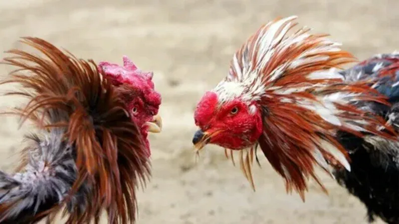 Cách chấp tiền gà chọi 100% thắng đối thủ cực hay