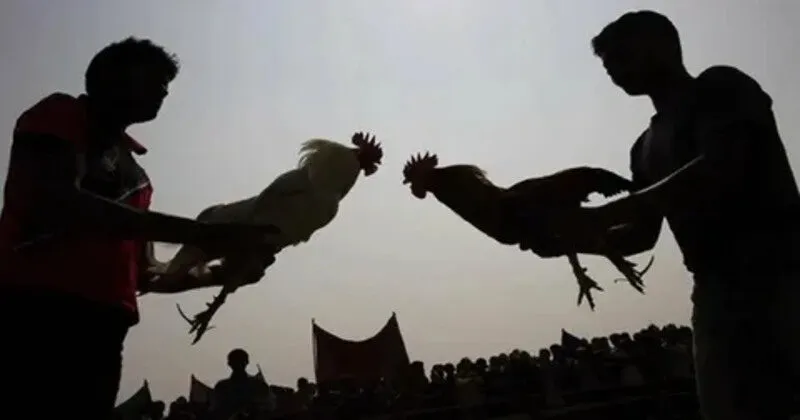 Cách chấp tiền gà chọi 100% thắng đối thủ cực hay