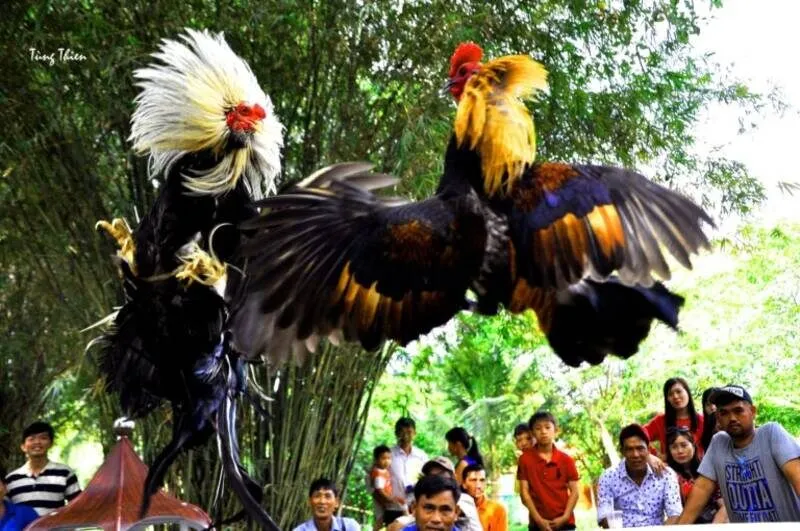 Thông tin về trận đấu địa chấn Trận đá gà 24 tỷ