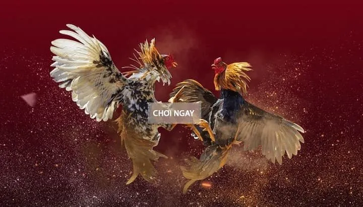 Hướng dẫn tham gia đá gà VN88 nhanh chóng nhất